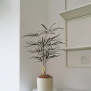 [10/25]가드닝 클래스 이미지