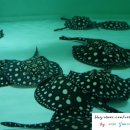 이상열농장 이미지