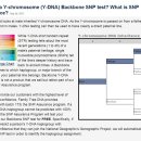 FTDNA의 Y-SNP 검사란건 어떤것 인가요? 23andMe의 Y-SNP 검사와는 어떤 차이가 있는건가요? 이미지
