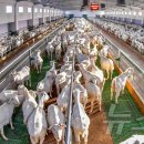 현대축산(1) 이미지