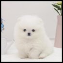 더독스 강아지분양 서울 네이버블로그