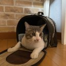 수컷 고양이 중성화수술 / 인천 서구 길동물병원 / 비용 및 솔직후기