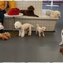 리츠펫 선물 이미지