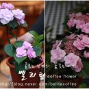 벨리타커피플라워