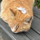 주인공원 | 노원 벚꽃 화랑대철도공원 ㅣ실시간 개화현황 , 방문 타이밍 솔직 후기