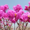 진달래민박 이미지