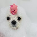 구미산동 애견미용 눈부시개 이미지