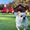 댕댕러브펫 | 속초 켄싱턴 밸리 (반려견 동반) / 대청마루 포장