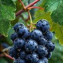 명품1로 이미지