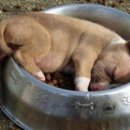 피아트짐 이미지