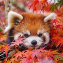 단풍잎과 잘 어울리는 레서 판다 이미지