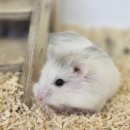 펫엔글라이더 대전점 이미지