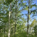 내안의숲 이미지