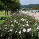 신정호잔디광장 이미지