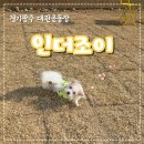 경기광주 애견대관운동장 인더조이 넓은 실내공간과 운동장에서 실컷 놀고 온 솔직후기