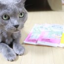 비즈케어앤컴퍼니 | 고양이간식 더독앤캣 짜먹는간식 눈에 보이는 비즈 캡슐 알갱이가 있는 신기한 츄르