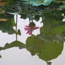 유등연지 이미지