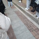 (주)이지메스 | 피어싱 켈로이드 수술 후기