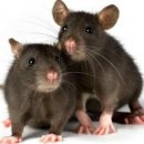 콩쥐팥쥐 이미지