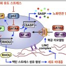 [서울대 소식] 연구 ＞ 연구성과 | 생명과학부 강찬희 교수팀 오랜 미스터리였던 좀비 세포 거대화의 비밀, 노화연관 염증 반응의 새로운 이미지