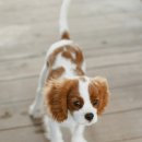 파트너동물의료센터 이미지