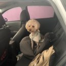 멍멍아 산책가자 이미지