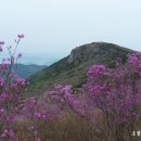 비슬산 이미지
