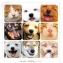 웃는 강아지 이미지