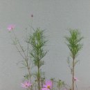 포도송이펜션 이미지