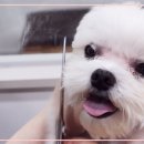 펫미장원 공감 이미지