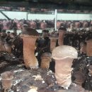 원탑농원 이미지