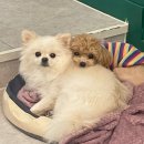 송현동 강아지 | 달서구애견미용,상인동애견미용,송현동강아지,말티푸미용, 송현동반려견미용실, 대구애견미용잘하는집...