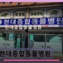 현대종합동물병원 | 현대종합동물병원 진료 과목 및 이용 안내