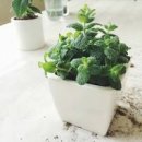 허브키우기 바질트리 애플민트 박하 가지치기 이미지