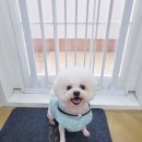 큐티펫살롱 이미지