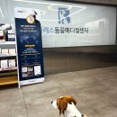 블레스동물메디컬센터 | 비글 소녀 하루의 2025 예방접종기