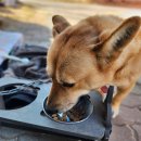 바른멍쿡 | [강아지간식추천] 강아지 사료 안 먹을 때 바른멍쿡 닭가슴살 단호박을 주세요! '식품공작소'