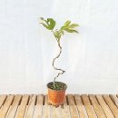 그린피아 이미지