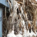 농업회사법인(주)도랑 이미지