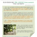 만다린 이미지