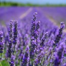 자연의선물 이미지