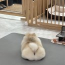 까까댕이