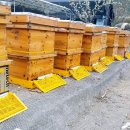 하연이네 이미지