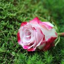 꽃사랑FLOWER