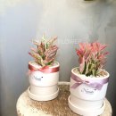 사파동418 이미지