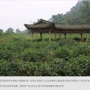 사천황차