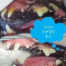 아이앤지동물병원 이미지