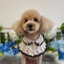 안다펫살롱 이미지