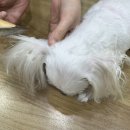 백제동물병원 이미지