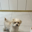 306 퍼피 이미지